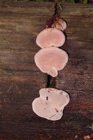 Fomitopsis rosea